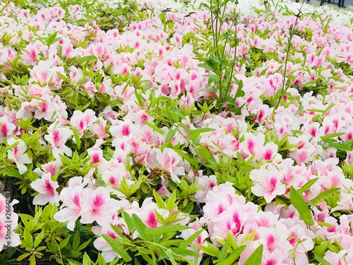 ツツジの花