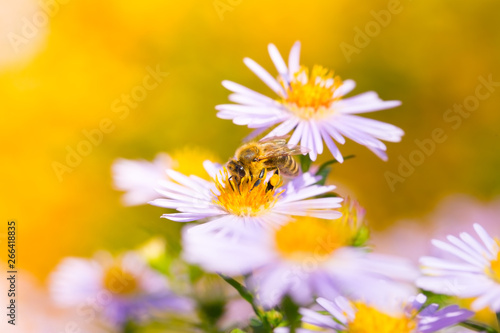 Blumen mit Biene im Garten, Insektenweide