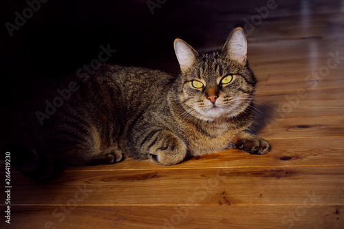 Wallpaper Mural Portrait Of A Cat, Close Up. Pets, Animals Day, Animals Concept. Tabby Cat. Torontodigital.ca