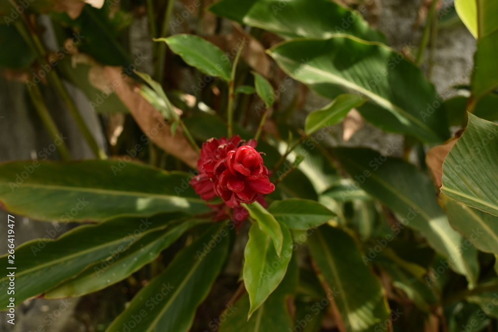 Red Flower in the Garden Red Flower in the Garden