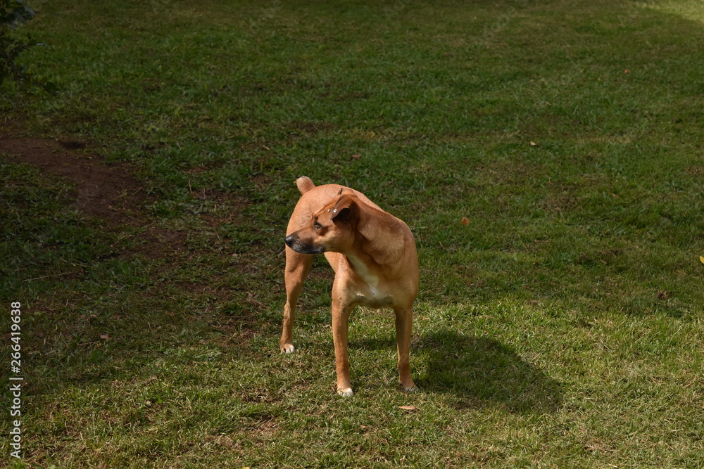 caramel dog on grass