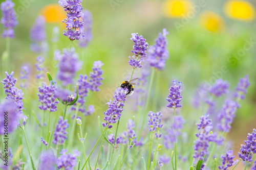 Fototapeta Naklejka Na Ścianę i Meble -  Hummel auf Lavendel, Blüten im Garten, Insekt, Biene