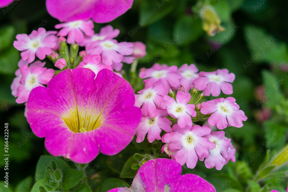 Closeup of pink flowers in spring Closeup of pink flowers in spring