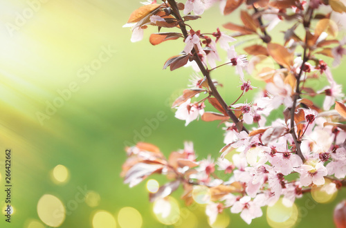 Closeup view of tree branches with tiny flowers outdoors, space for text. Amazing spring blossom