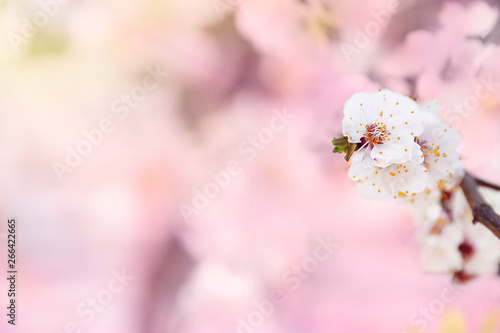 Beautiful apricot tree branch with tiny tender flowers outdoors, space for text. Awesome spring blossom