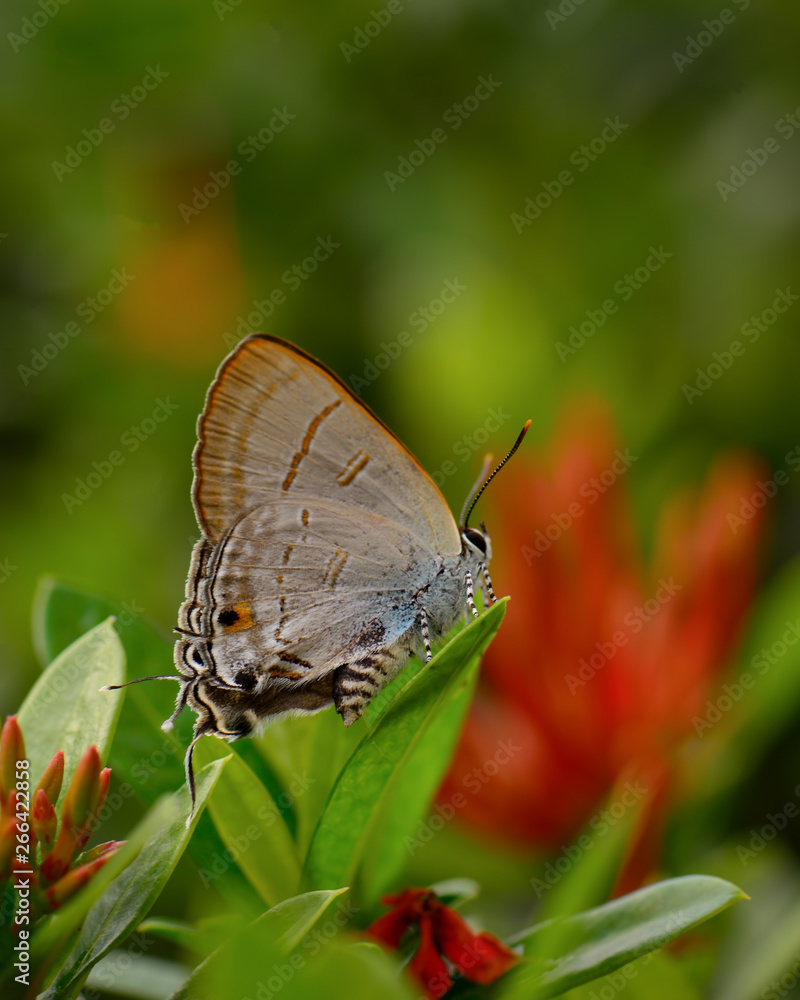 Fototapeta premium Beautiful wild colorful butterfly resting on plant. Insect macro.