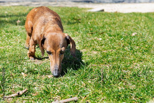 Beautiful brown dachshund at the park.