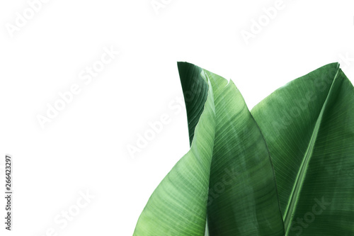 Fresh green banana leaves on white background, top view. Tropical foliage