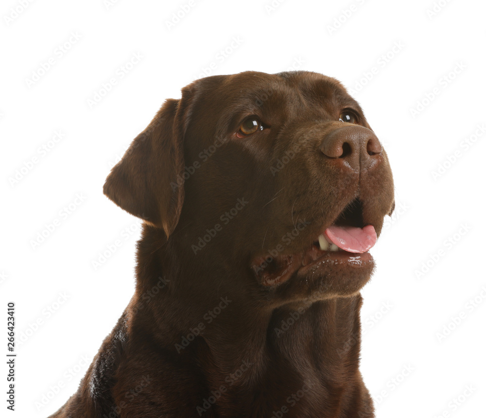 Chocolate labrador retriever on white background. Adorable pet Chocolate labrador retriever on white background. Adorable pet
