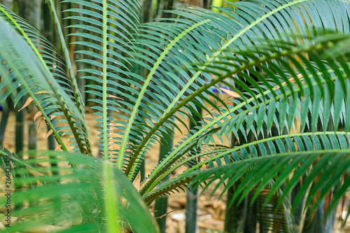 Tropical palm leaves  floral pattern background  photo