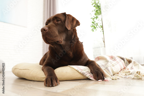 Chocolate labrador retriever on pet pillow indoors © New Africa