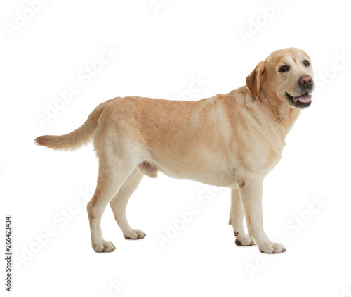 Yellow labrador retriever standing on white background photo