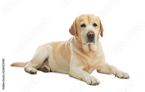 Yellow labrador retriever lying on white background