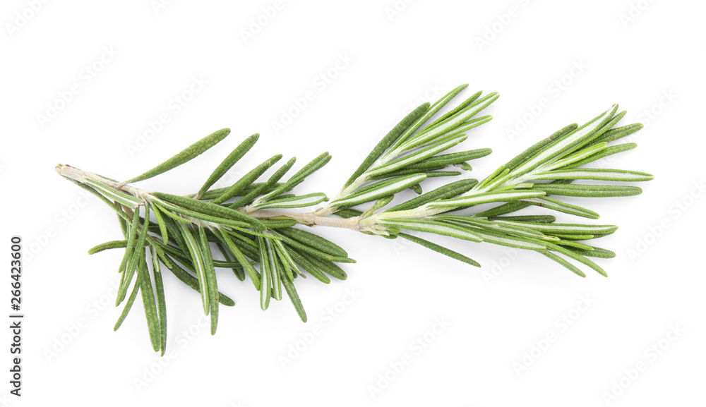 Fototapeta premium Fresh green rosemary twig on white background, top view