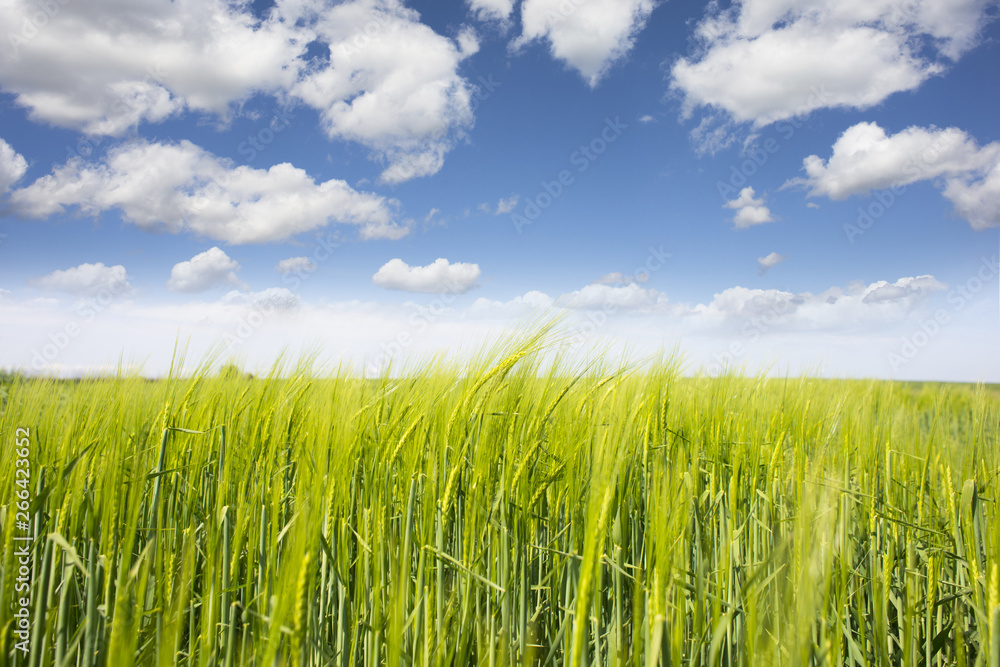 Close-up of young green wheat field under the blue sky, agriculture in nature in spring season Close-up of young green wheat field under the blue sky, agriculture in nature in spring season