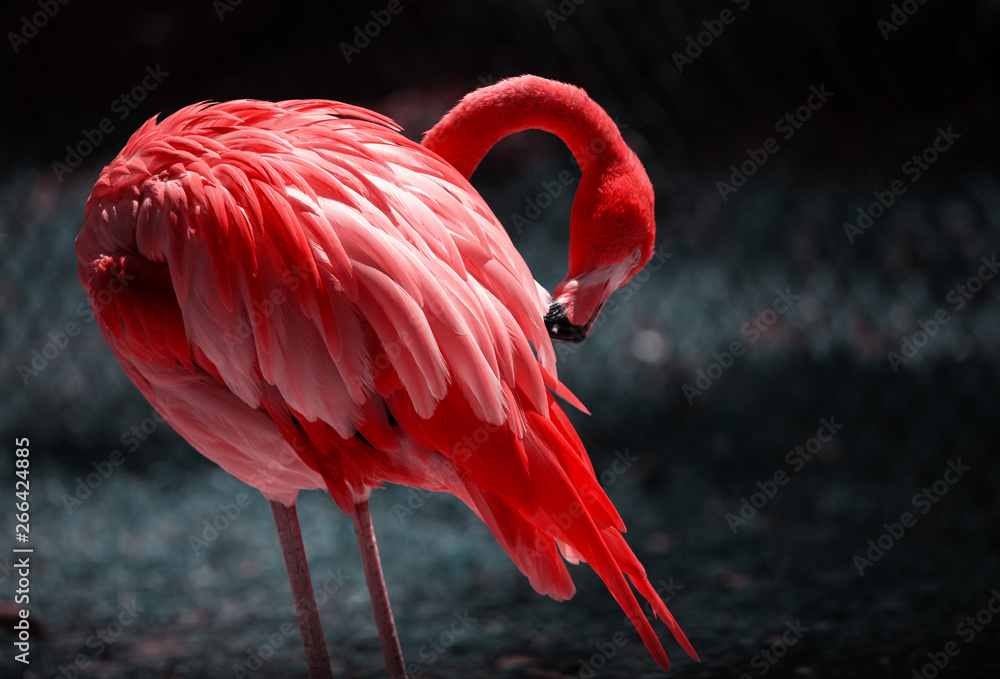 A Beautiful Flamingo Cleaning its Feathers. Close up Portrait of a Flamingo. Beautiful Flamingo on a Natural Background..