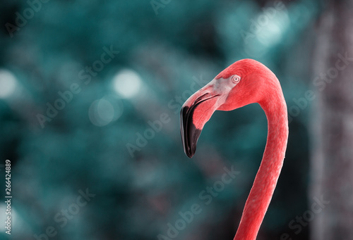 Portrait  of a Flamingo. Beautiful Flamingo on a Natural Background.