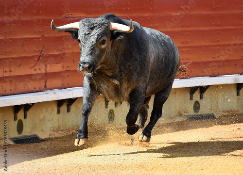 bull in spain