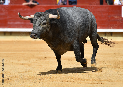 spanish fighting bull