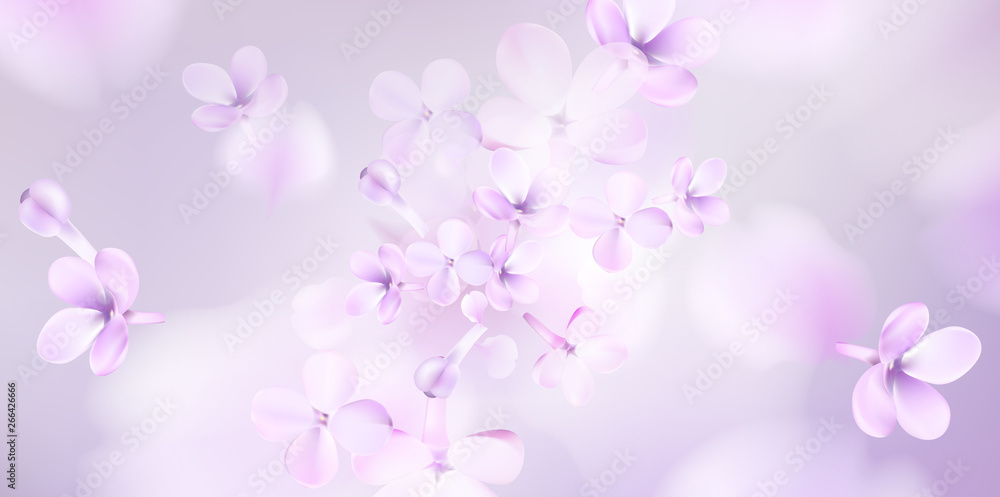 Floral spring background with purple lilac flowers