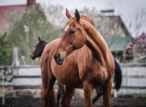Beautiful red horse in a farm pen © Елизавета Мяловская