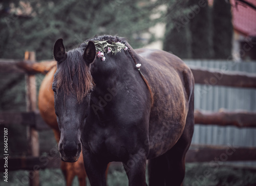 Beautiful black horse decorated with spring flowers in the mane