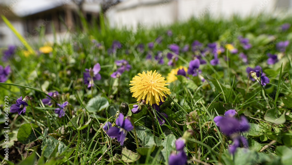 Obraz premium lonely dandelion grows in a lawn of purple flowers