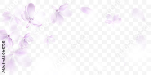 Floral spring background with purple lilac flowers