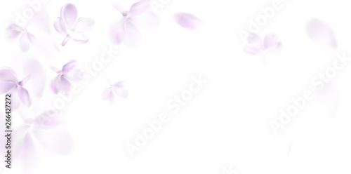 Floral spring background with purple lilac flowers