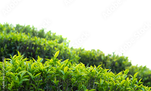 Darjeeling tea leaves closeup