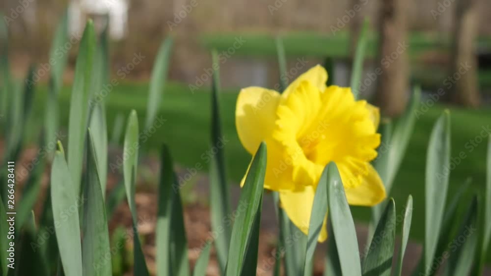 A lovely golden daffodil swaying in a gentle breeze. A lovely golden daffodil swaying in a gentle breeze.