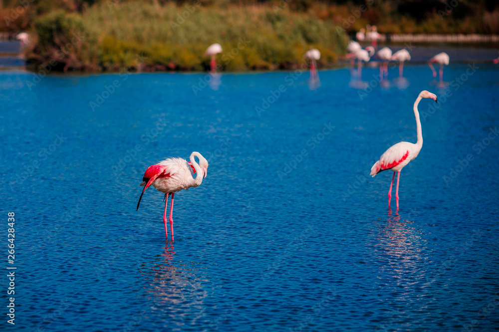 Pink flamingo birds in their habitat zone on rivers and swamps get food for crustaceans