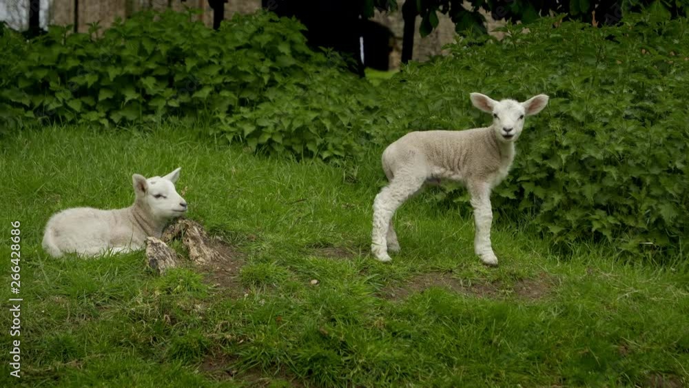 Cute shot of two spring lambs on grassy hill. One lamb sits and one stands both looking at camera around small rock surrounded by grass. Space on shot for text and graphics. Cute shot of two spring lambs on grassy hill. One lamb sits and one stands both looking at camera around small rock surrounded by grass. Space on shot for text and graphics.