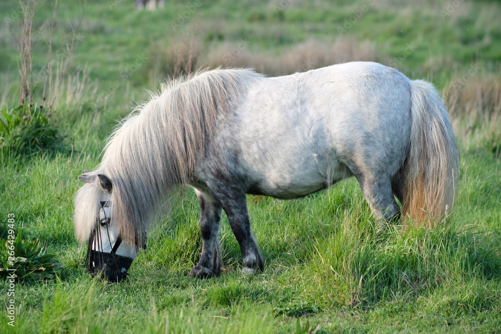 Obraz premium White pony