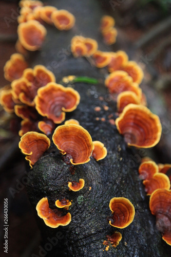 Brown-yellow-white Rot Bark Mushrooms On A Fallen Tree