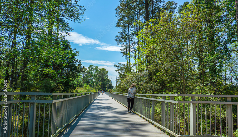 Unidentified woman looks over the side of a bridge at the swamp below her. Unidentified woman looks over the side of a bridge at the swamp below her.