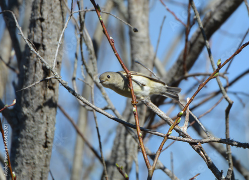 Ruby Crowned Kinglet