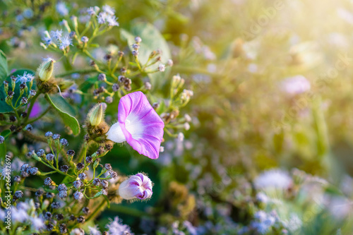 close up of purple blueish morning glory flower with sunlight in the morning photo