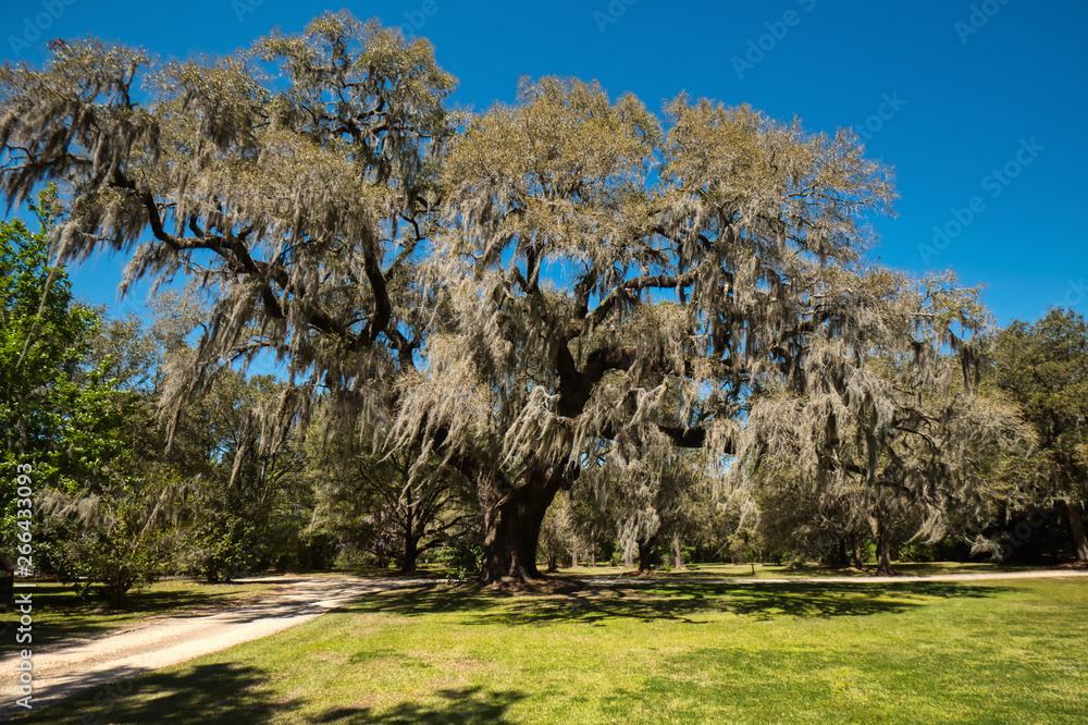A large live oak covered in Spanish moss against a clear blue sky. A large live oak covered in Spanish moss against a clear blue sky.