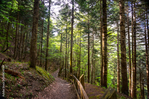 Footpath in forest