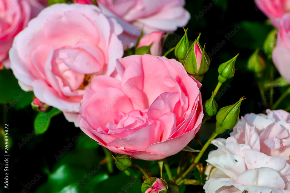 Flower of a bedrose called 