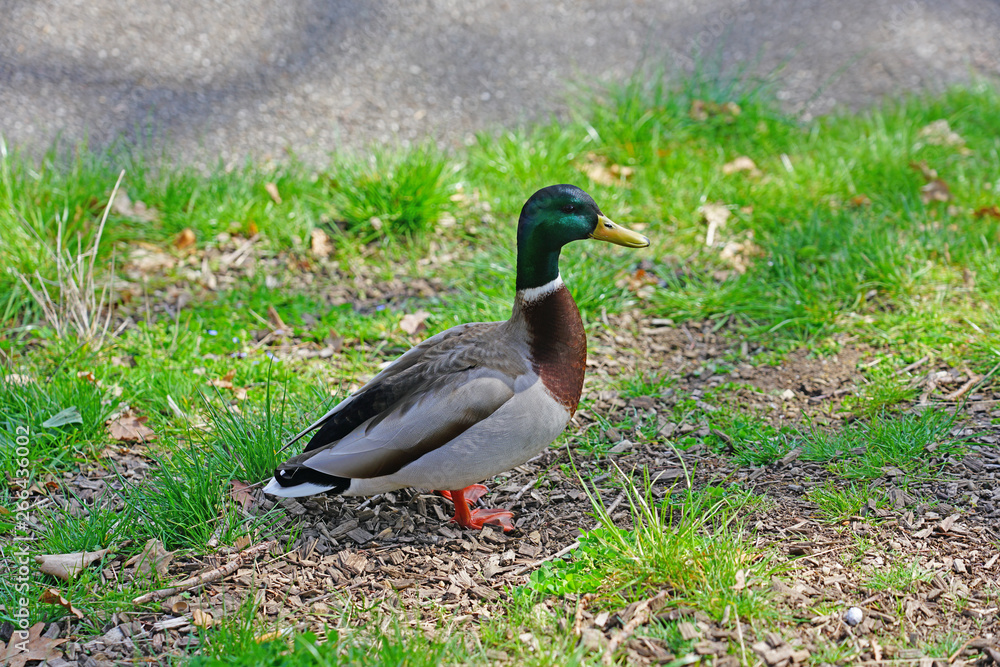A wild mallard duck on the grass in Switzerland A wild mallard duck on the grass in Switzerland