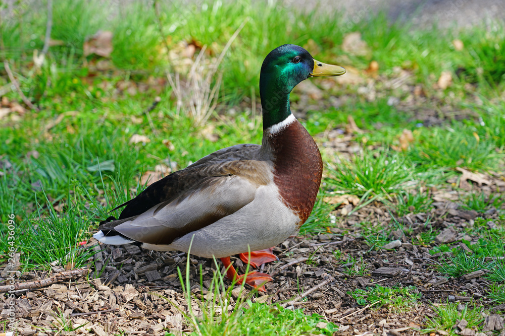 A wild mallard duck on the grass in Switzerland A wild mallard duck on the grass in Switzerland