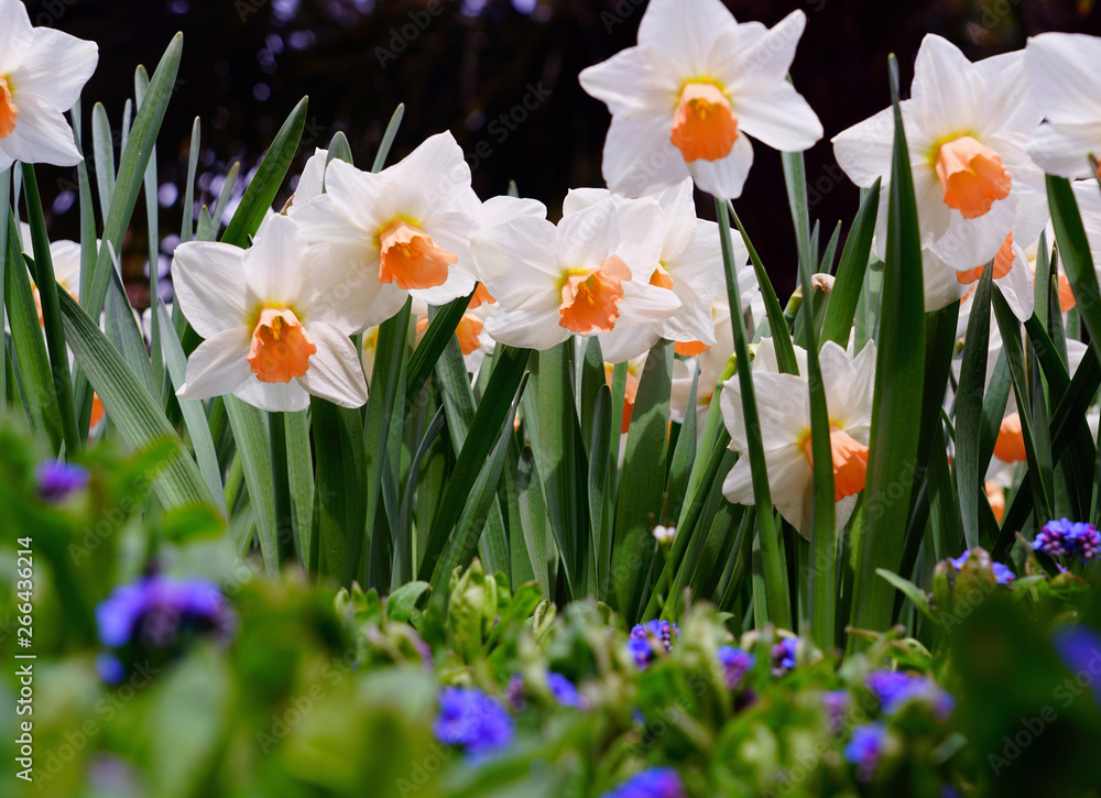 Daffodils flower growing in the spring garden Daffodils flower growing in the spring garden