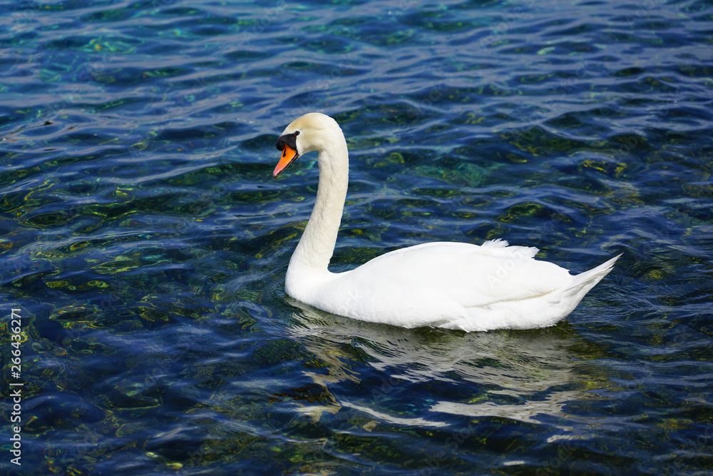 White swans on a lake in Geneva White swans on a lake in Geneva