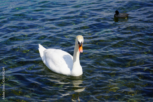 White swans on a lake in Geneva