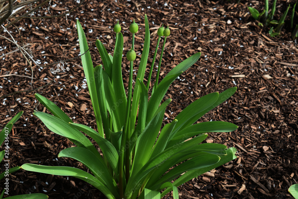 Obraz premium touching green cr2019darrelljbanks