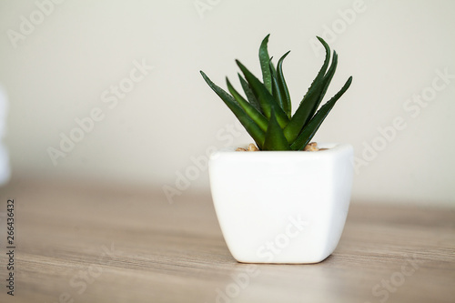 Spa. Succulent plant on window ledge in modern bathroom