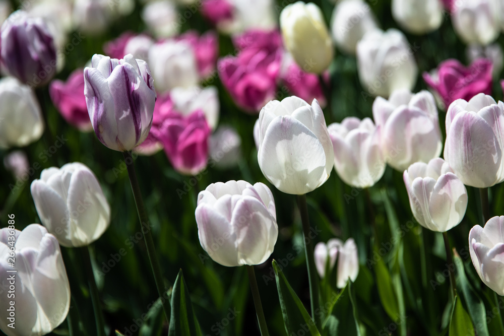Tulips Tulips