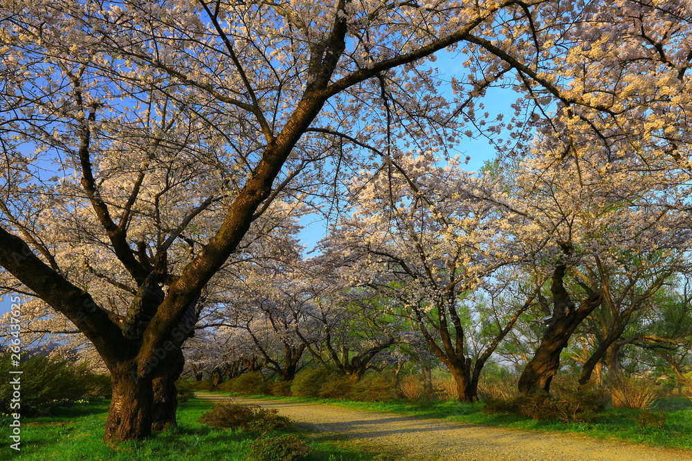 春の展勝地